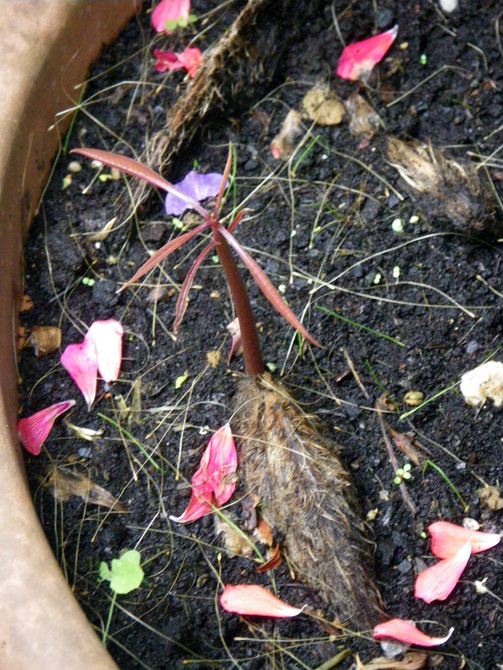 gardenia paraziták)
